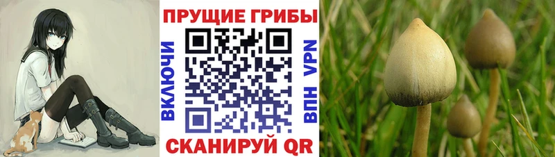 наркошоп  kraken маркетплейс  Псилоцибиновые грибы мицелий  Новый Уренгой 
